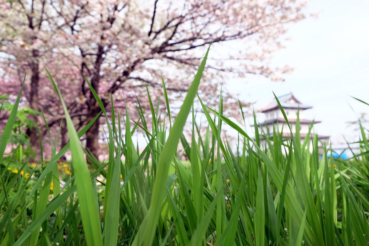 「草」の意味は?