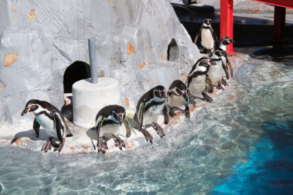 ファーストペンギン