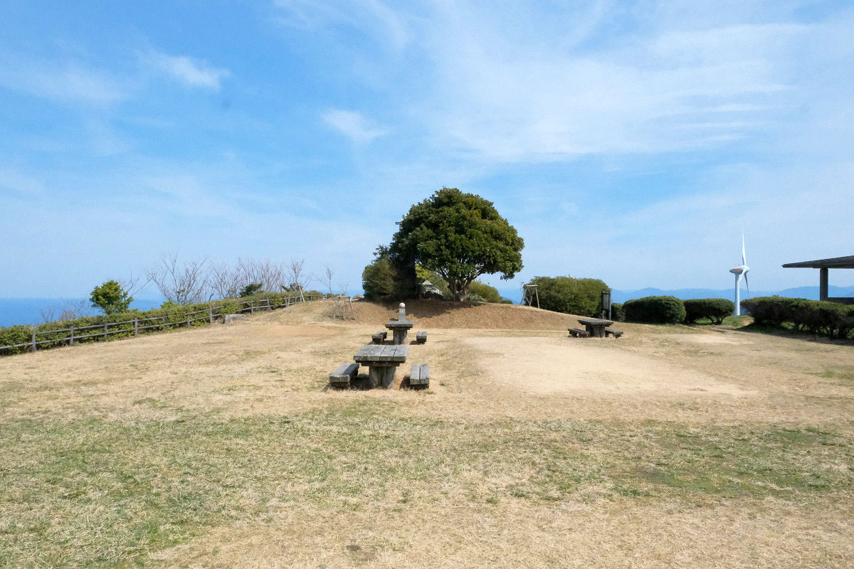 千畳敷の先にある木