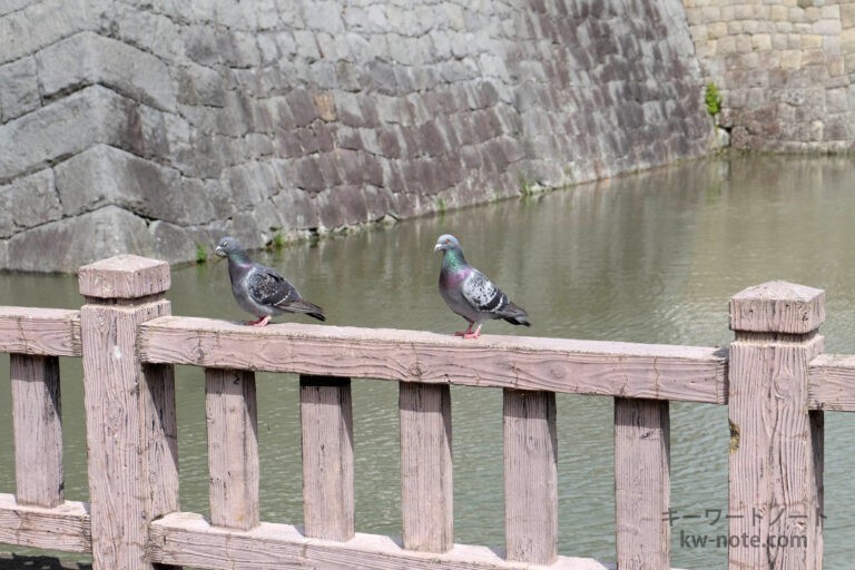 伝書鳩（ネット用語）