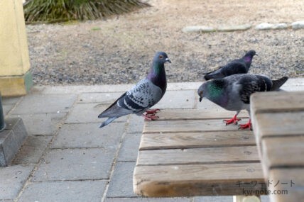 鳩（ネット用語）