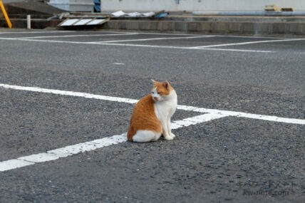 駐車場にいた猫