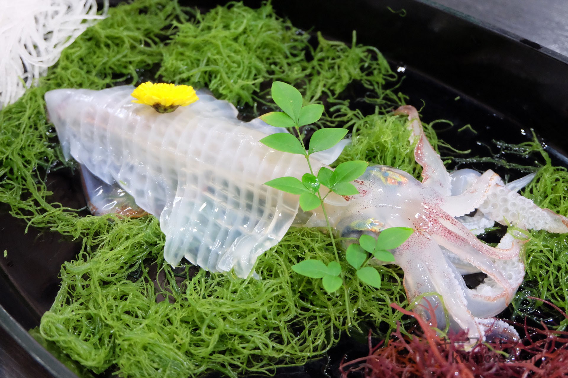 透き通った綺麗なイカ