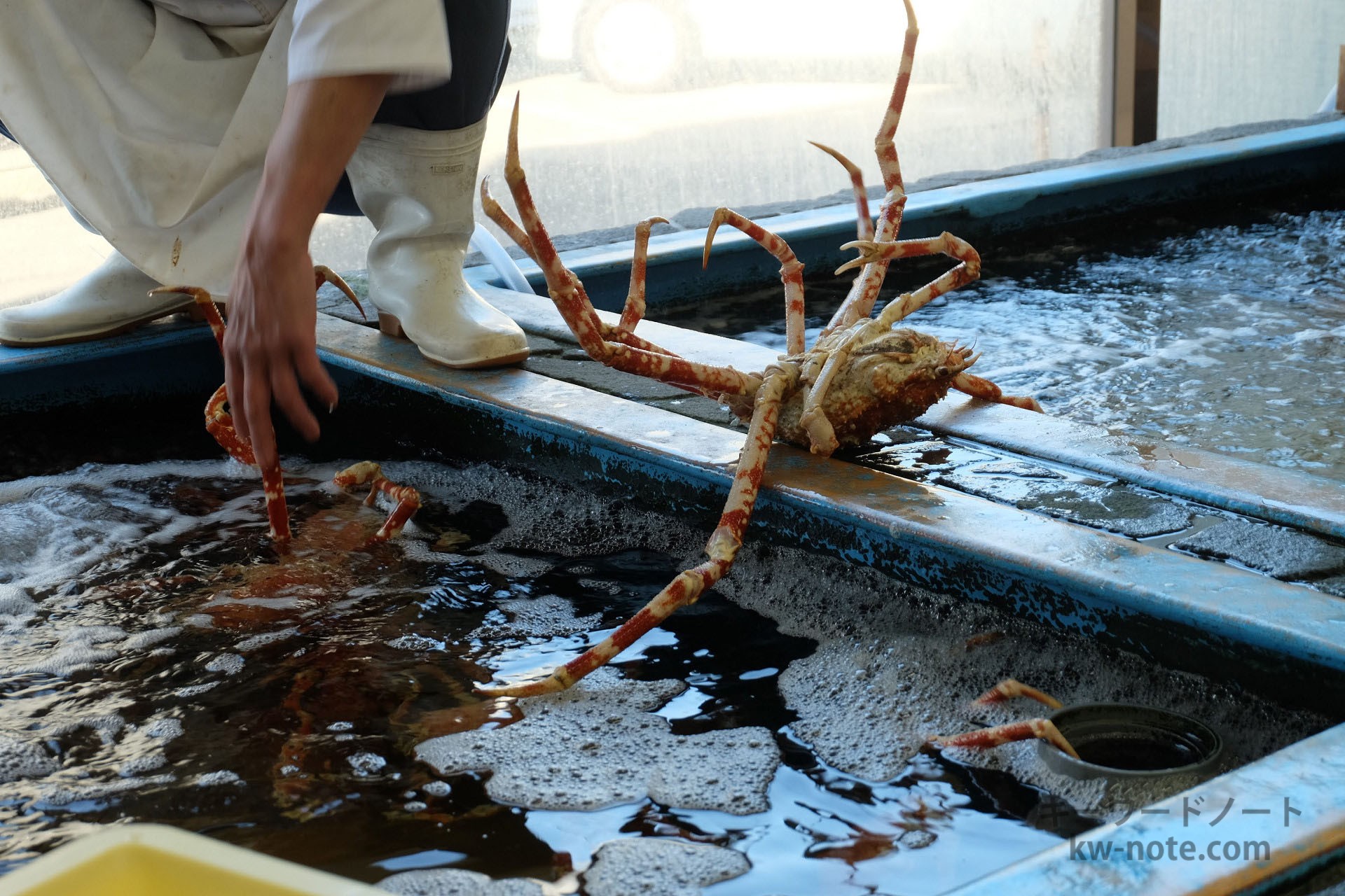 いけすから取り出した高足ガニ